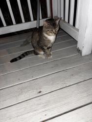 Lost Male Cat last seen Near round top church road, Blythewood, SC 29016