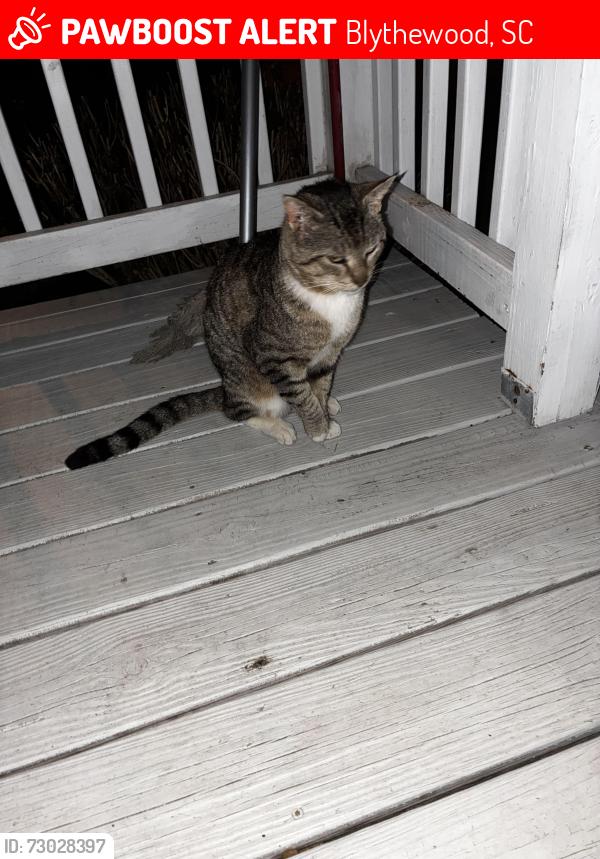 Lost Male Cat last seen Near round top church road, Blythewood, SC 29016