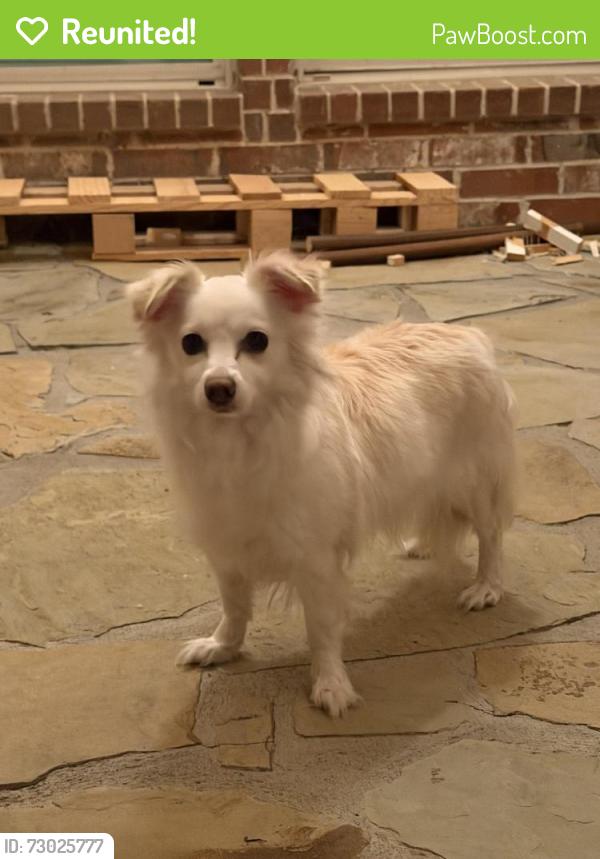 Reunited Female Dog last seen Legacy & Cotton GIn, Frisco, TX 75034