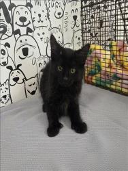 Shelter Stray Male Cat last seen , 957 N Gaffey St, San Pedro, CA 90731, USA