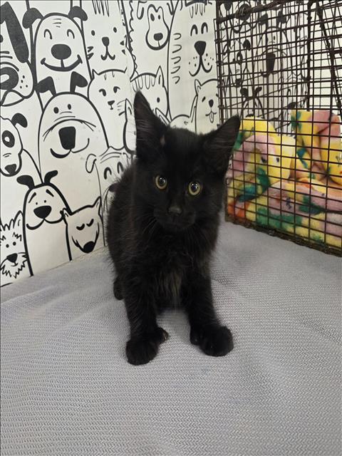 Shelter Stray Male Cat last seen , 957 N Gaffey St, San Pedro, CA 90731, USA