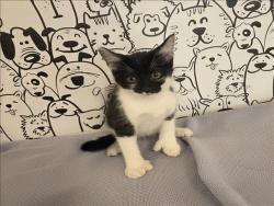 Shelter Stray Female Cat last seen , 957 N Gaffey St, San Pedro, CA 90731, USA