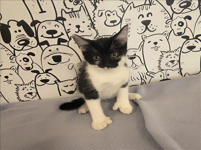 Shelter Stray Female Cat last seen , 957 N Gaffey St, San Pedro, CA 90731, USA