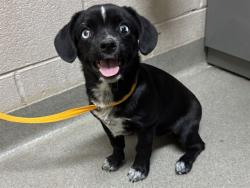 Shelter Stray Female Dog last seen Near BLOCK FIRECRACKER TRL, FOUNTAIN, CO 80817, 610 Abbot Ln, Colorado Springs, CO 80905, USA