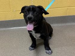Shelter Stray Male Dog last seen Near BLOCK FIRECRACKER TRL, FOUNTAIN, CO 80817, 610 Abbot Ln, Colorado Springs, CO 80905, USA
