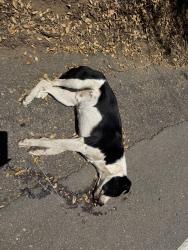 Found/Stray Unknown Dog last seen Lake wolhford/ paradise valley rd, Valley Center, CA 92082