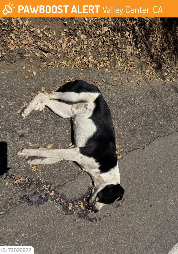 Found/Stray Unknown Dog last seen Lake wolhford/ paradise valley rd, Valley Center, CA 92082
