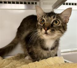 Shelter Stray Female Cat last seen 25TH/IOWA, 1419 Bryant St, San Francisco, CA 94103, USA