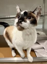 Shelter Stray Female Cat last seen ARELIOUS WALKER AND EGBERT, 1419 Bryant St, San Francisco, CA 94103, USA