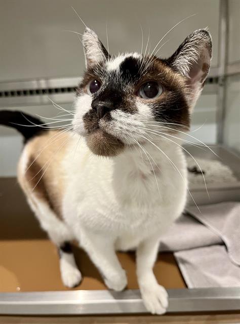 Shelter Stray Female Cat last seen ARELIOUS WALKER AND EGBERT, 1419 Bryant St, San Francisco, CA 94103, USA