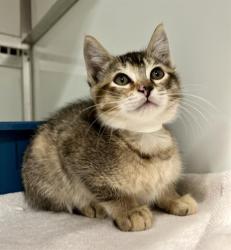 Shelter Stray Female Cat last seen EMBARCADERO/FERRY BUILDING, 1419 Bryant St, San Francisco, CA 94103, USA