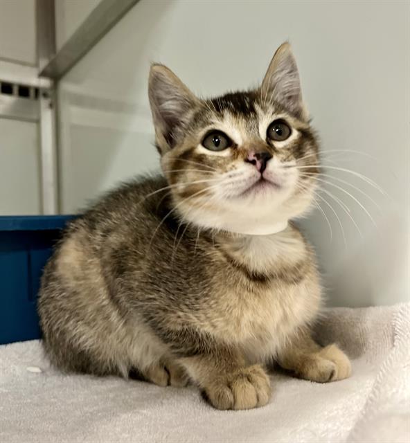 Shelter Stray Female Cat last seen EMBARCADERO/FERRY BUILDING, 1419 Bryant St, San Francisco, CA 94103, USA