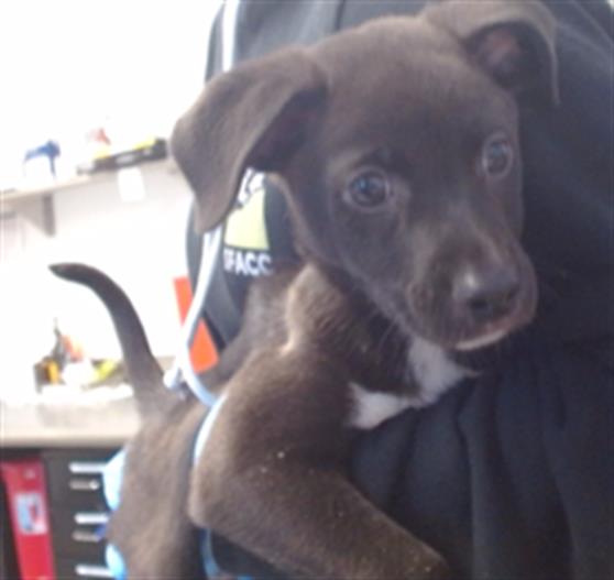 Shelter Stray Male Dog last seen FRANKLIN/MCALLISTER, 1419 Bryant St, San Francisco, CA 94103, USA