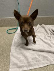 Shelter Stray Male Dog last seen Near BLOCK N MARTIN L KING BLVD, LAS VEGAS NV 89106, 655 N Mojave Rd, Las Vegas, NV 89101, USA