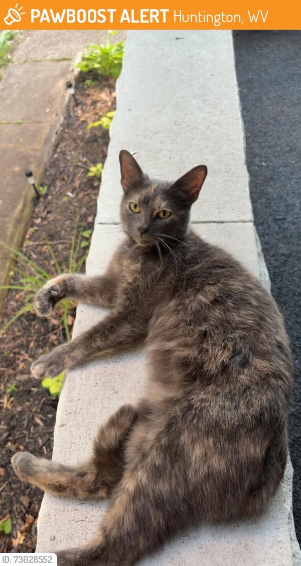 Found/Stray Unknown Cat last seen 9th Ave, Huntington, WV 25701