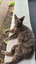 Found/Stray Unknown Cat last seen 9th Ave, Huntington, WV 25701