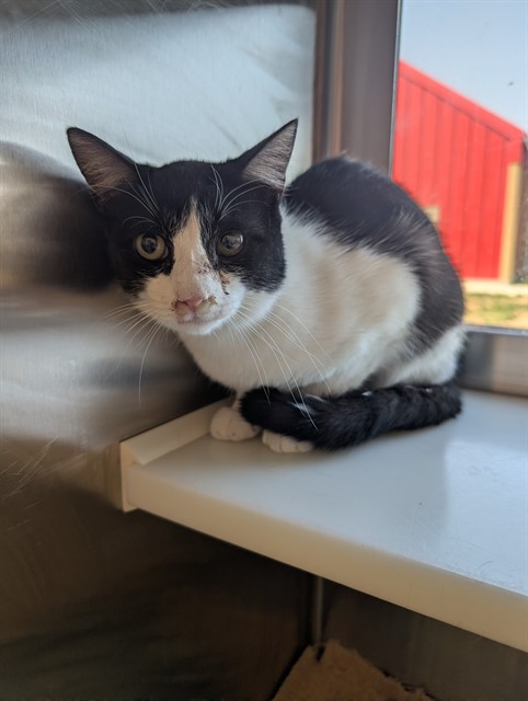 Shelter Stray Male Cat last seen Near BLOCK IVY ST 80022, 12155 Park Blvd, Brighton, CO 80601, USA