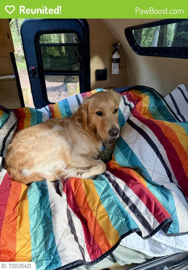 Reunited Male Dog last seen 41st and California , Seattle, WA 98136