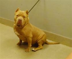 Shelter Stray Male Dog last seen Near BLOCK REMINGTON GROVE AVE, NORTH LAS VEGAS NV 89081, 655 N Mojave Rd, Las Vegas, NV 89101, USA