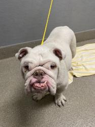 Shelter Stray Male Dog last seen Near BLK OF EDINBORO RIDGE AVE, 655 N Mojave Rd, Las Vegas, NV 89101, USA