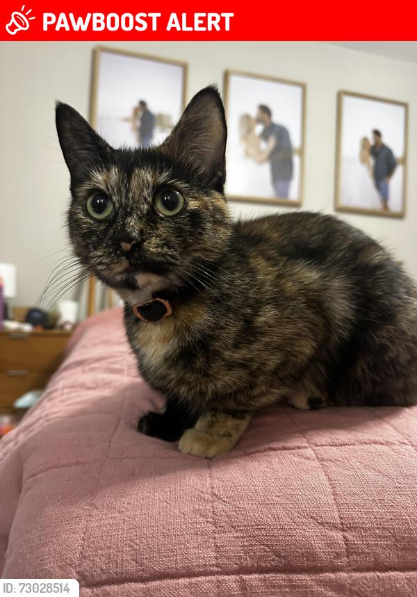 Lost Female Cat last seen Newcastle Dr & Winthrop St, Fort Walton Beach, FL 32547