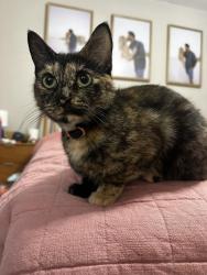 Lost Female Cat last seen Newcastle Dr & Winthrop St, Fort Walton Beach, FL 32547