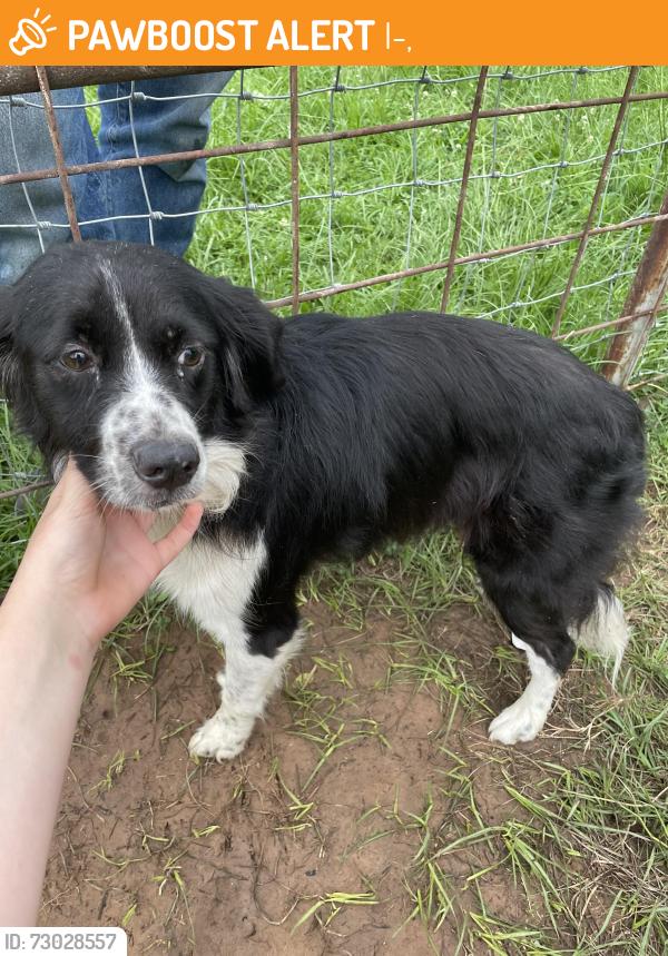 Found/Stray Female Dog last seen Livin life Rv park, I-30,  75574
