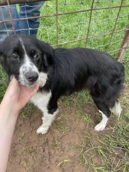 Found/Stray Female Dog last seen Livin life Rv park, I-30,  75574