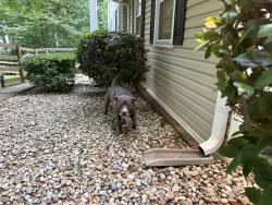Found/Stray Male Dog last seen Buford drive and south bogan, Buford, GA 30515