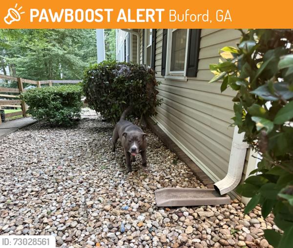 Found/Stray Male Dog last seen Buford drive and south bogan, Buford, GA 30515