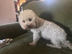Reunited Female Dog last seen Thompson Place, Santa Clara, CA 95050
