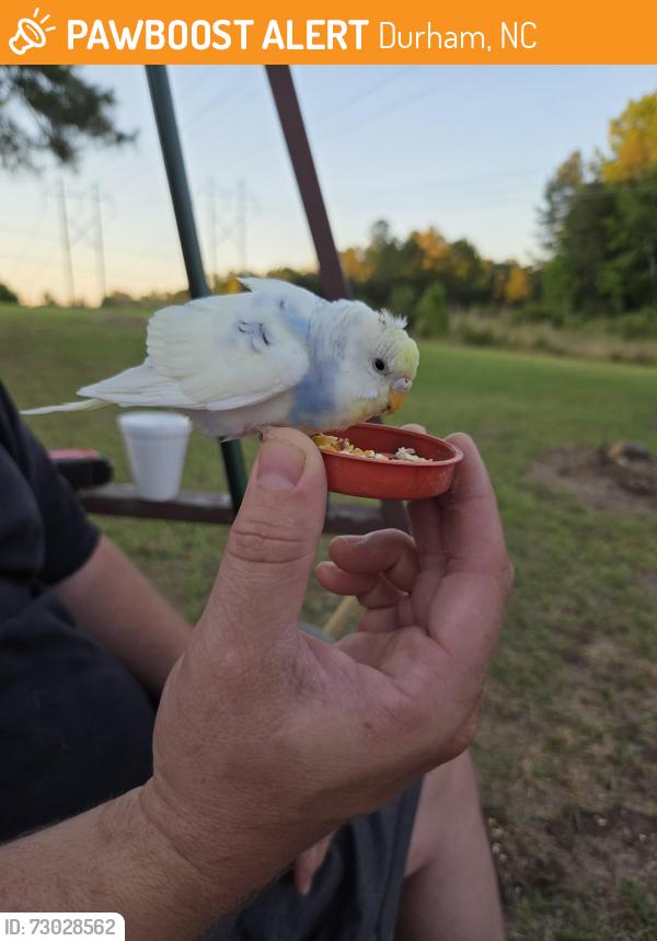Found/Stray Unknown Bird last seen Redwood rd and cheek, Durham, NC 27704