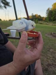 Found/Stray Unknown Bird last seen Redwood rd and cheek, Durham, NC 27704