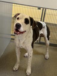 Shelter Stray Male Dog last seen Near BLOCK W 3100 S, WEST VALLEY CITY UT 84119, 4522 W 3500 S, West Valley City, UT 84120, USA