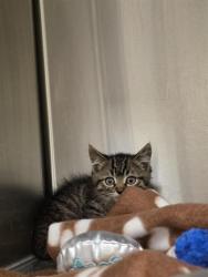 Shelter Stray Female Cat last seen Near BLOCK W DESIGNER CT, 4522 W 3500 S, West Valley City, UT 84120, USA