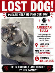 Lost Male Dog last seen Pine st /morrison, Santa Maria, CA 93458
