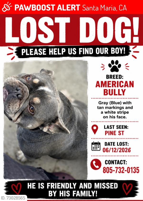 Lost Male Dog last seen Pine st /morrison, Santa Maria, CA 93458