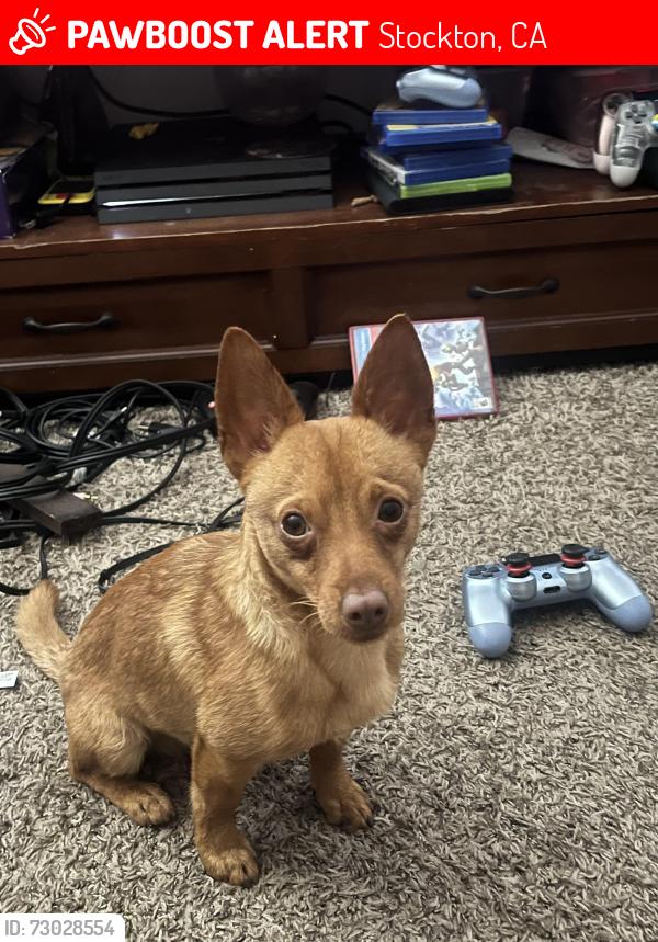 Lost Male Dog last seen Vanco Truck & Auto Plaza at 1033 W Charter Way & Cardinal Ave, Stockton, CA (Right off I-5), Stockton, CA 95205