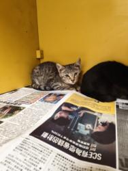 Shelter Stray Male Cat last seen , 3201 Lacy St, Los Angeles, CA 90031, USA