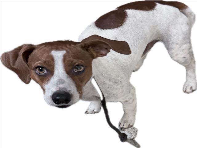 Shelter Stray Male Dog last seen , 3201 Lacy St, Los Angeles, CA 90031, USA