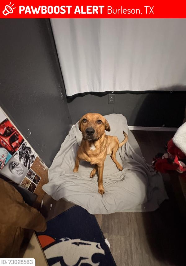 Lost Female Dog last seen Near linden drive, Burleson, TX 76028