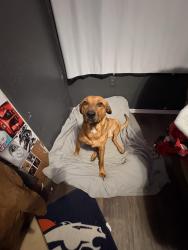 Lost Female Dog last seen Near linden drive, Burleson, TX 76028