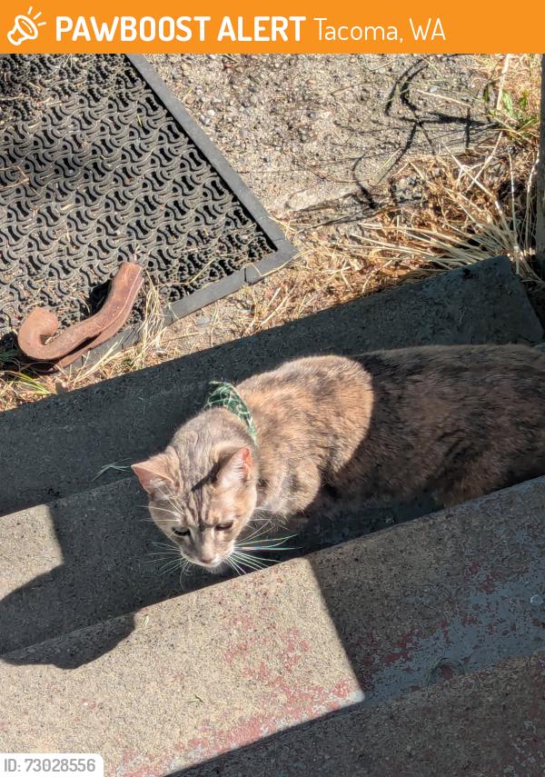 Found/Stray Female Cat last seen E 40th St and pipeline rd, Tacoma, WA 98404