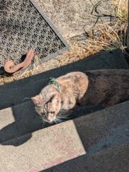 Found/Stray Female Cat last seen E 40th St and pipeline rd, Tacoma, WA 98404