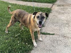 Reunited Male Dog last seen Cornerstone church , Maiden, NC 28650