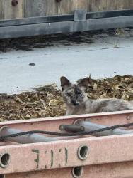 Found/Stray Unknown Cat last seen Olive drive, Bakersfield, CA 93312
