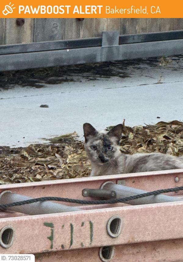 Found/Stray Unknown Cat last seen Olive drive, Bakersfield, CA 93312