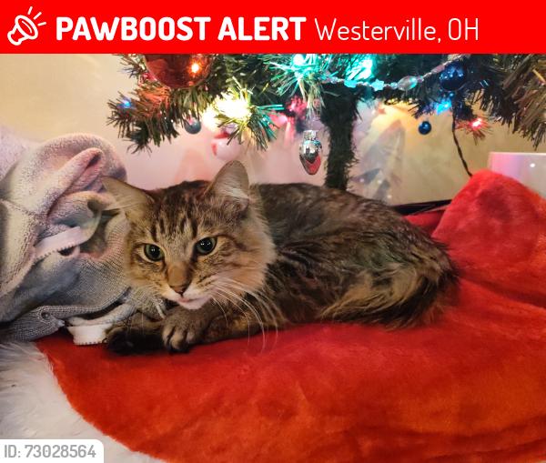 Lost Male Cat last seen Huber Village Park, Westerville, OH 43081