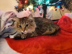 Lost Male Cat last seen Huber Village Park, Westerville, OH 43081