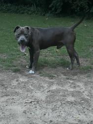 Reunited Male Dog last seen Whitby Drive and Evansdale, Doraville, GA 30340